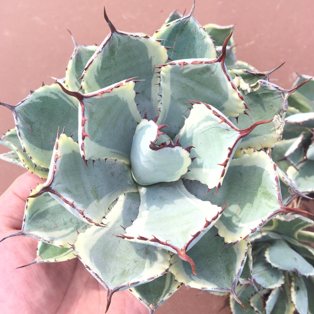 しますが 多肉植物 5株 大株特別価格 dbhPq-m10246646923 アガベ 吉祥冠 Ⅹますので