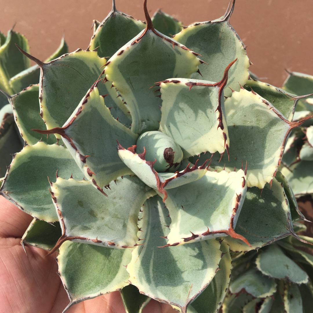 しますが 多肉植物 5株 大株特別価格 dbhPq-m10246646923 アガベ 吉祥冠 Ⅹますので