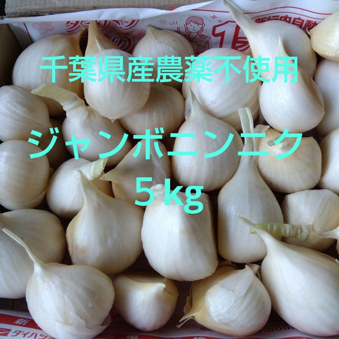 千葉県産 ジャンボニンニク５kg 栽培期間中農薬不使用