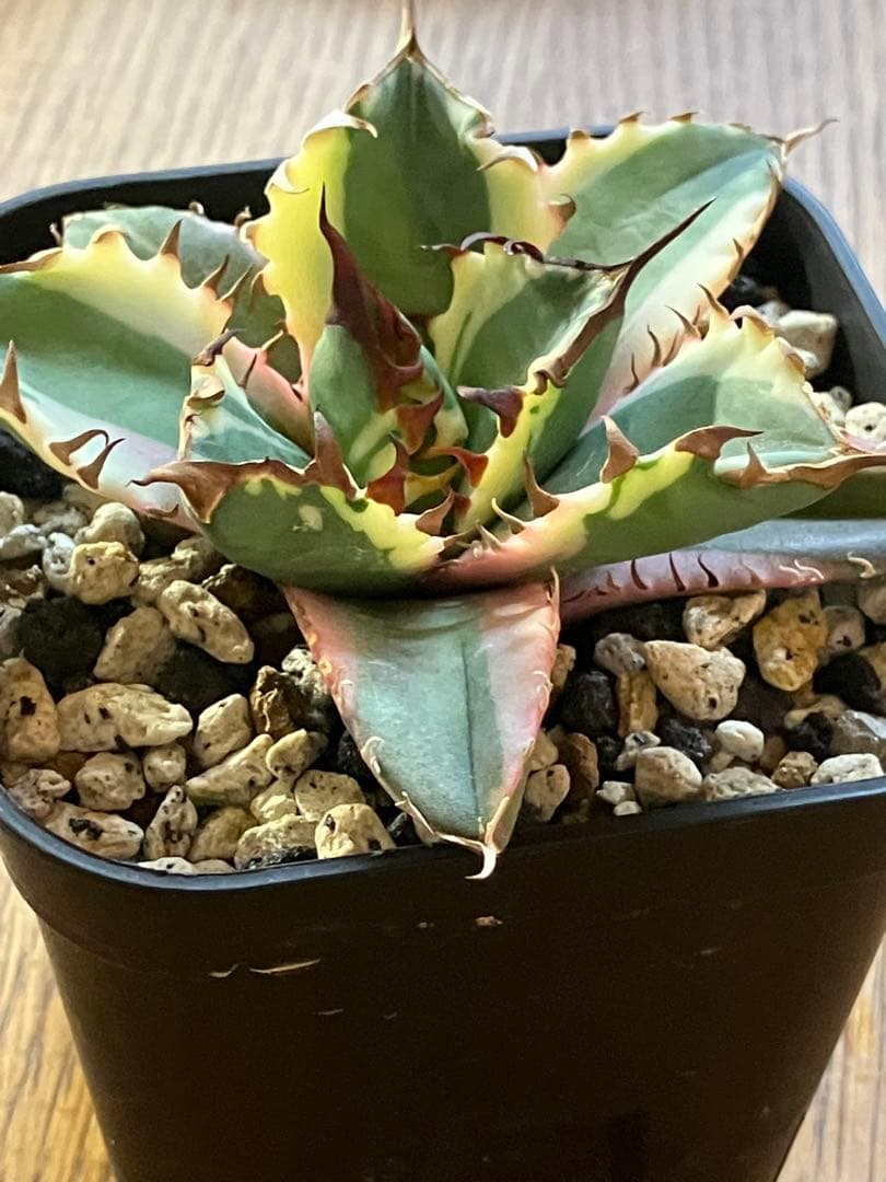 【週末オークション】①活着 サイズ大 アガベ チタノタ 姫厳竜錦 覆輪斑 TC 【週末オークション】①活着 サイズ大 アガベ チタノタ 姫厳竜錦 覆輪斑 TC