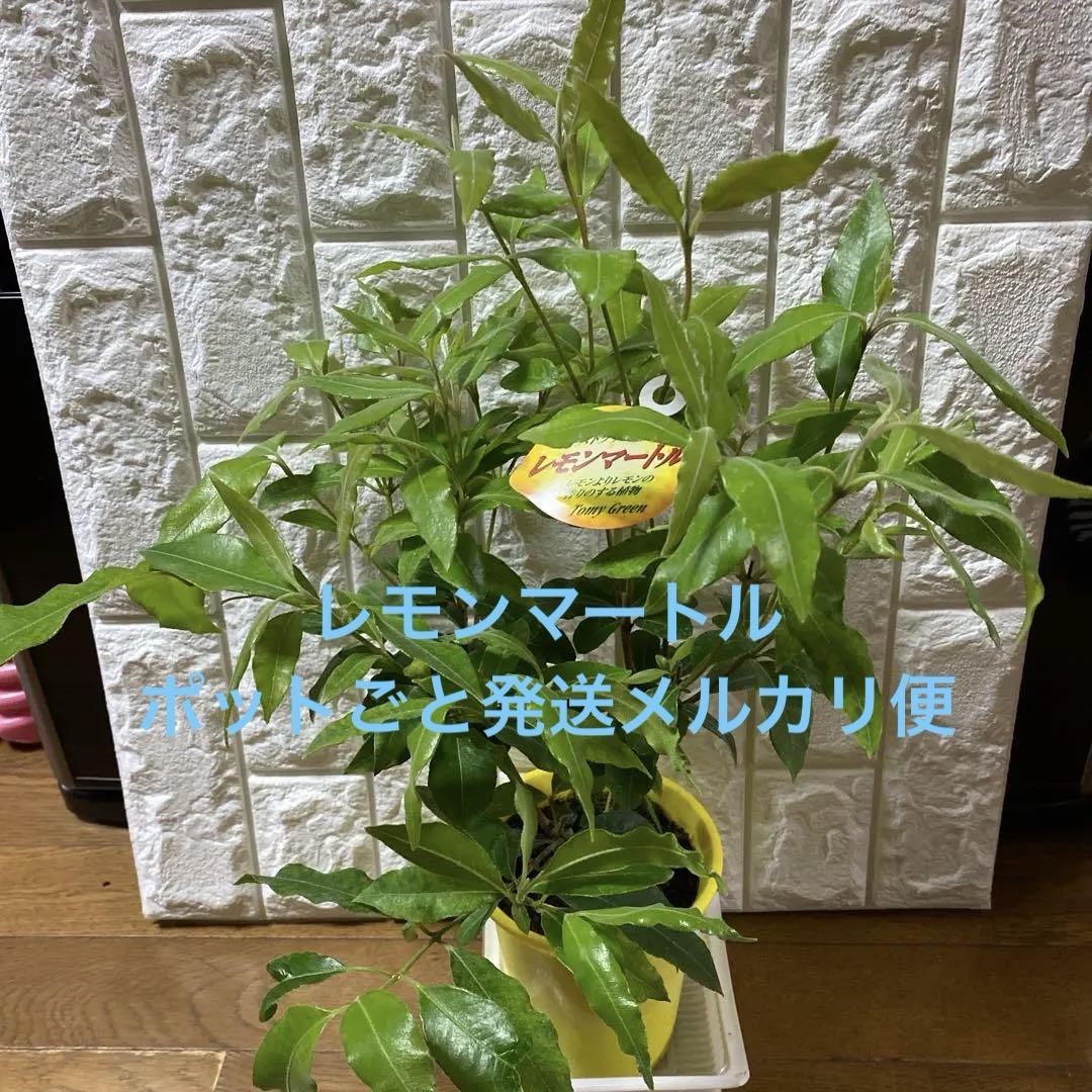 ニャン太様 リクエスト 5点 まとめ商品 にゃん太様 リクエスト 2点 まとめ商品 - メルカリ