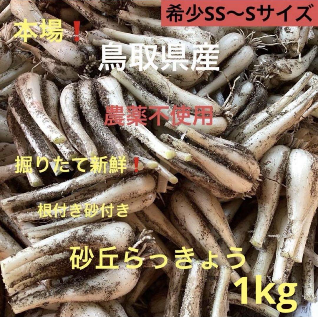 鳥取県産 農薬不使用 砂丘らっきょう - メルカリ