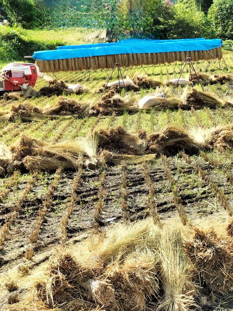 新米　コシヒカリ　一等米　はざかけ米　白米 　無農薬　箱込み10キロ
