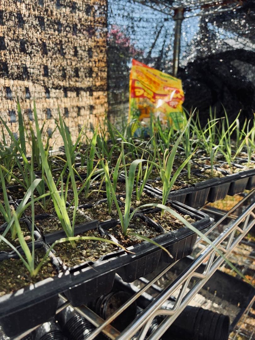 ぶれんど様 リクエスト 2点 まとめ商品