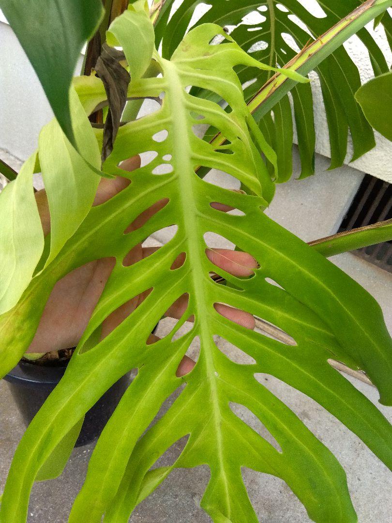 観葉植物】モンステラ デリシオーサ 7号 鉢カラー/ブラック