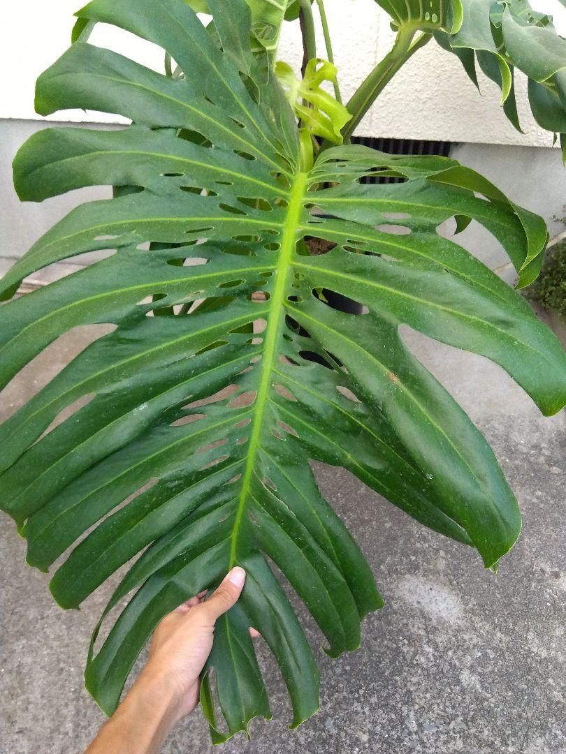 モンステラ　デリシオーサ　8号鉢つき　2株植え❗深穴あき❗大型種❗