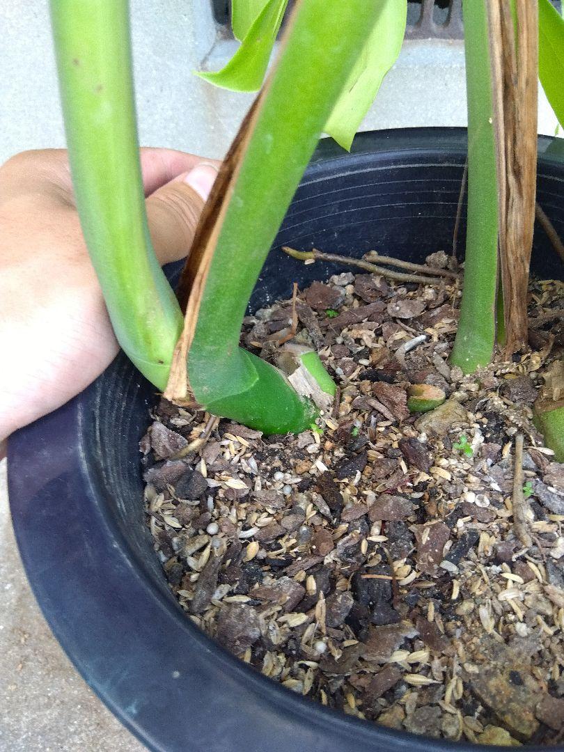 モンステラ　デリシオーサ　8号鉢つき　2株植え❗深穴あき❗大型種❗