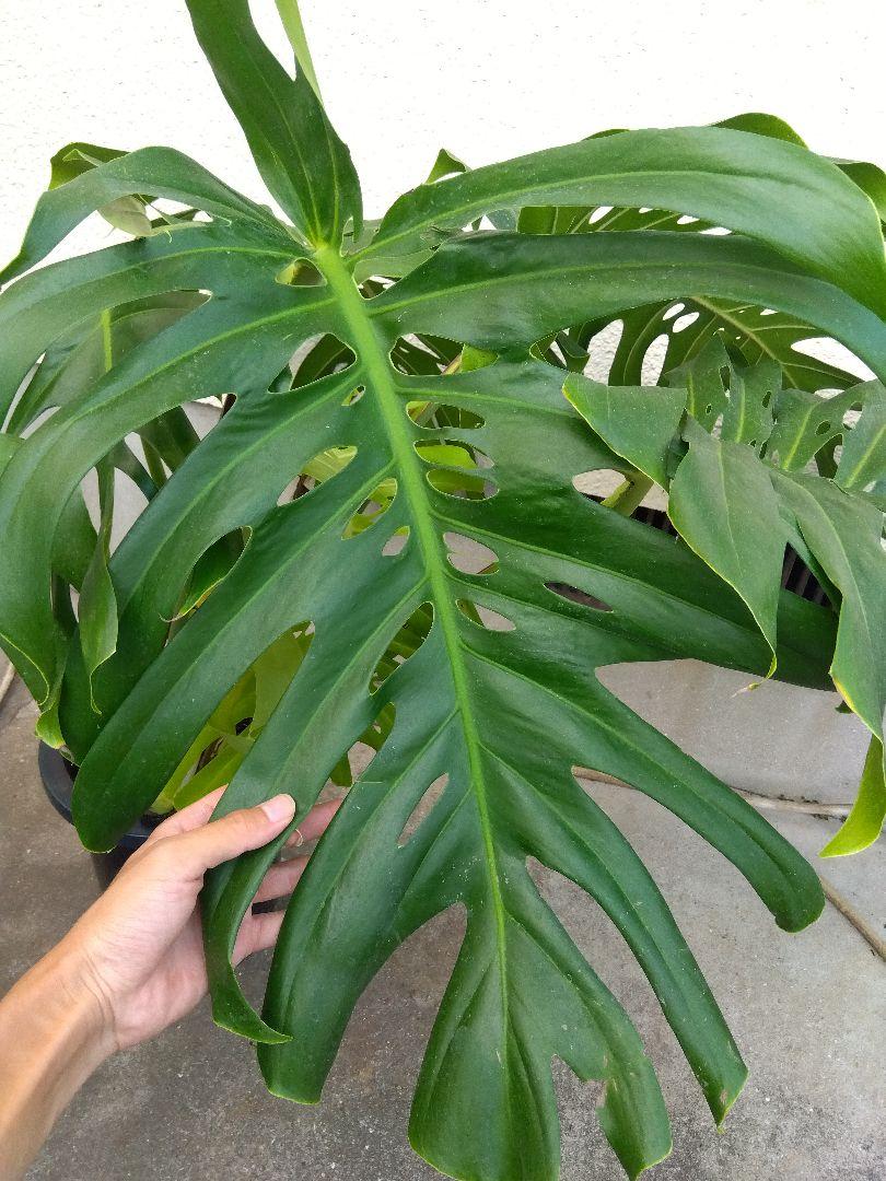 モンステラ　デリシオーサ　8号鉢つき　2株植え❗深穴あき❗大型種❗