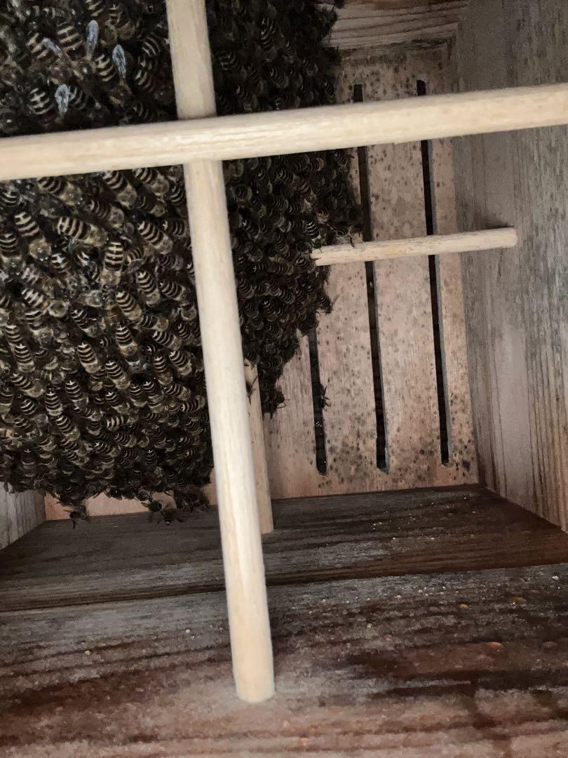 日本蜜蜂重箱式巣箱3段