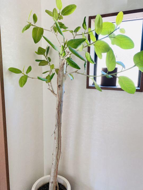 超特大観葉植物 フィカスアルテシマ❗️幹極太❗️ 2021高い素材 超特大観葉植物 フィカスアルテシマ❗️幹極太❗️ 2021高い素材