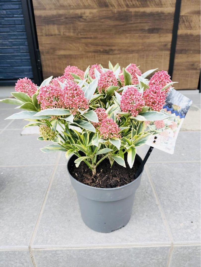 年末年始SALE❗️ スキミア　マジックマルロー　斑入り　輸入植物　1