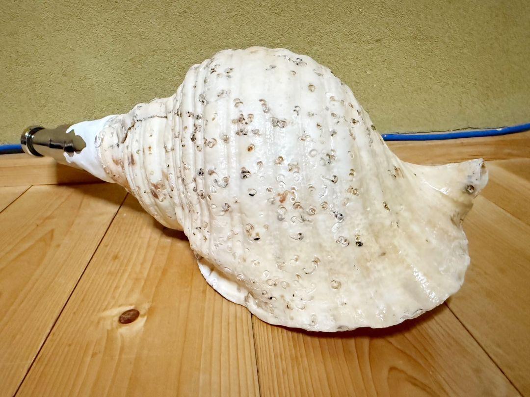 蔵出し大型38㎝修験道法螺貝 山伏　密教　ほら貝　ホラガイ
