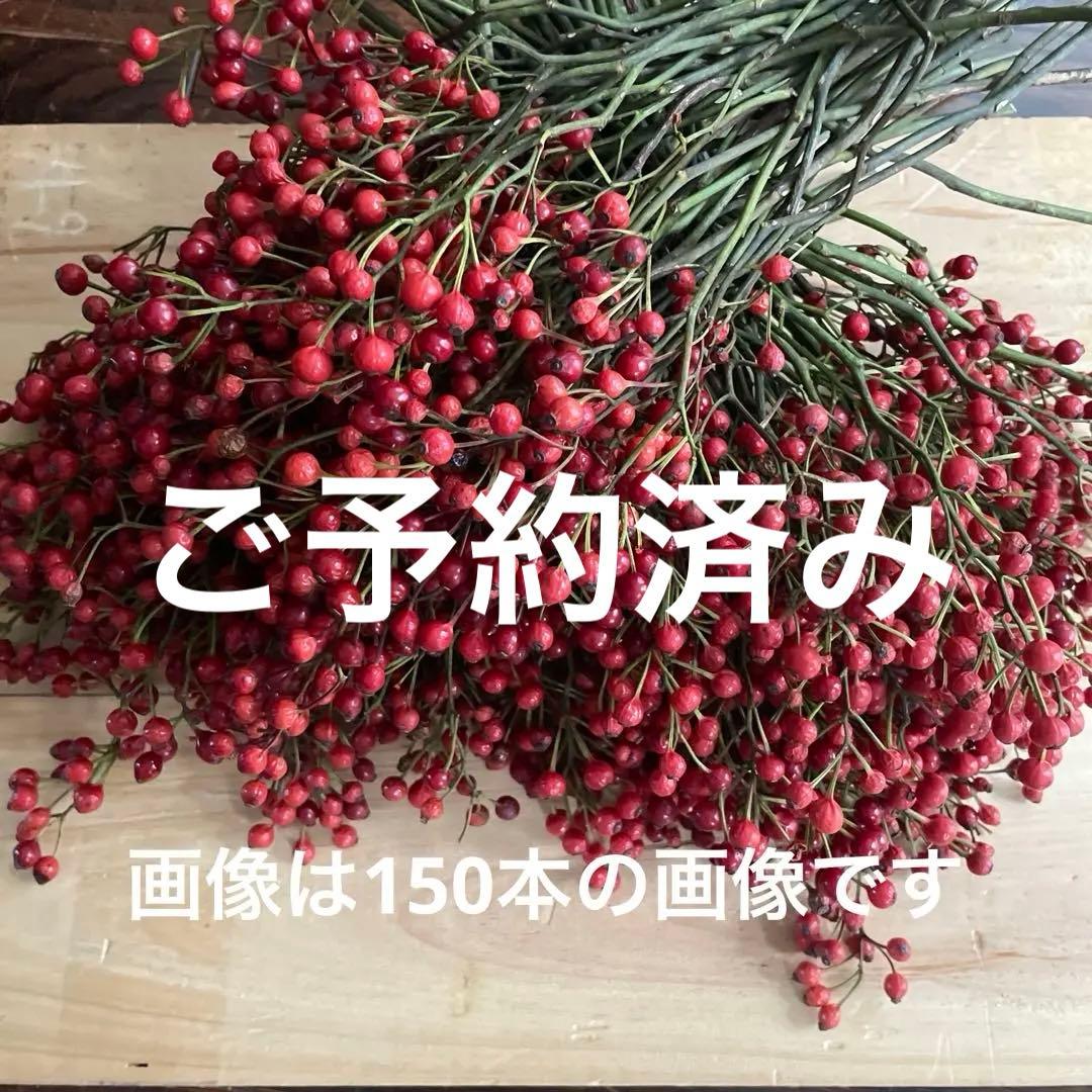 北海道バラの実 イノバラの実 ローズヒップ クリスマス花材 ドライフラワー目立った傷や汚れなし