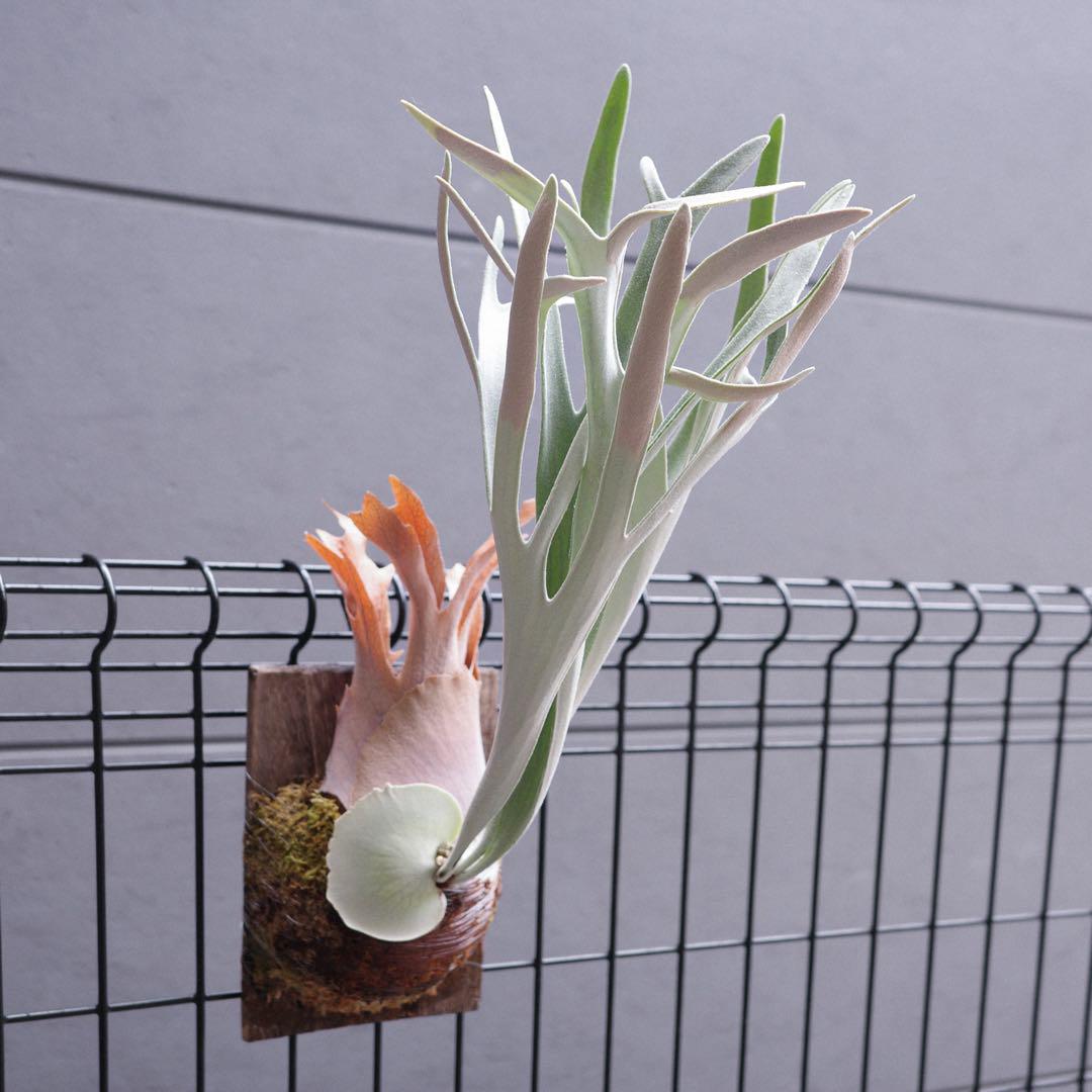 P.veitchii Kingfisher ビカクシダ 胞子（willinckii dwarf OMG