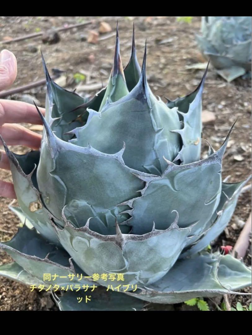 ミ*ニ様 チタノタパラサナ　ハイブリッドアガベ　hidden agave