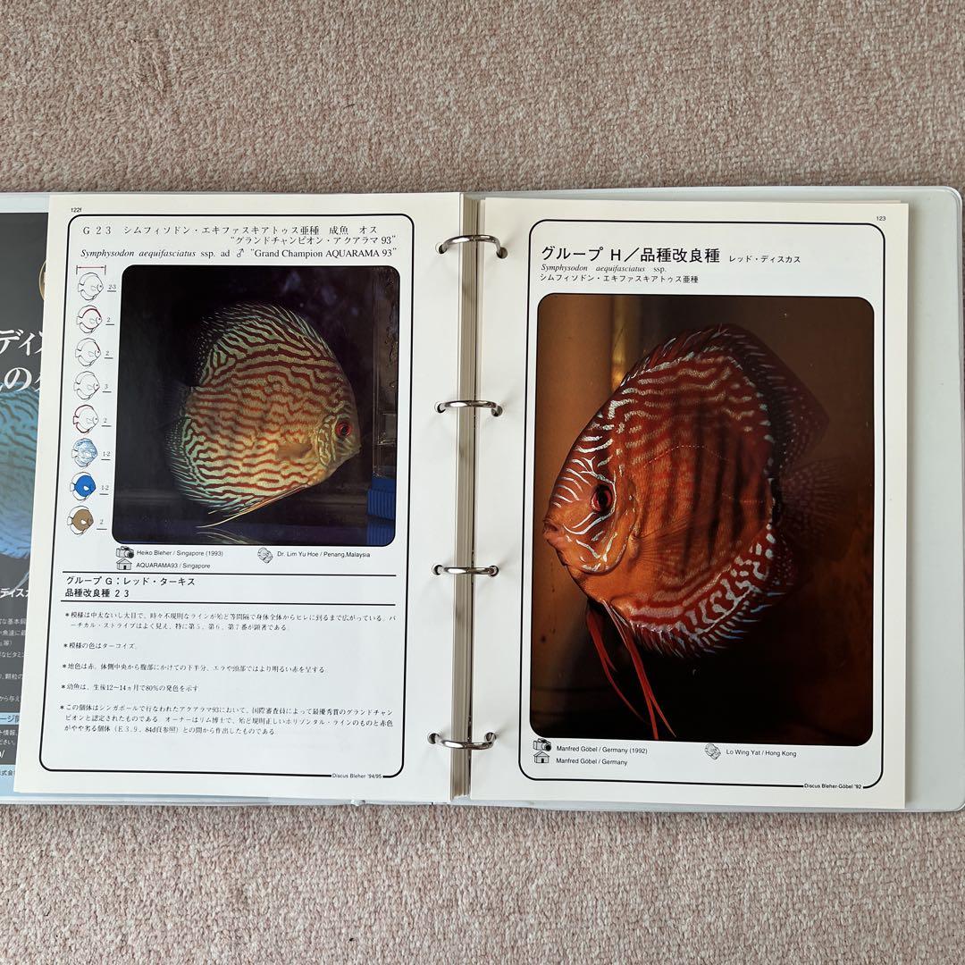 ディスカス　野生種と品種改良種　ファイル
