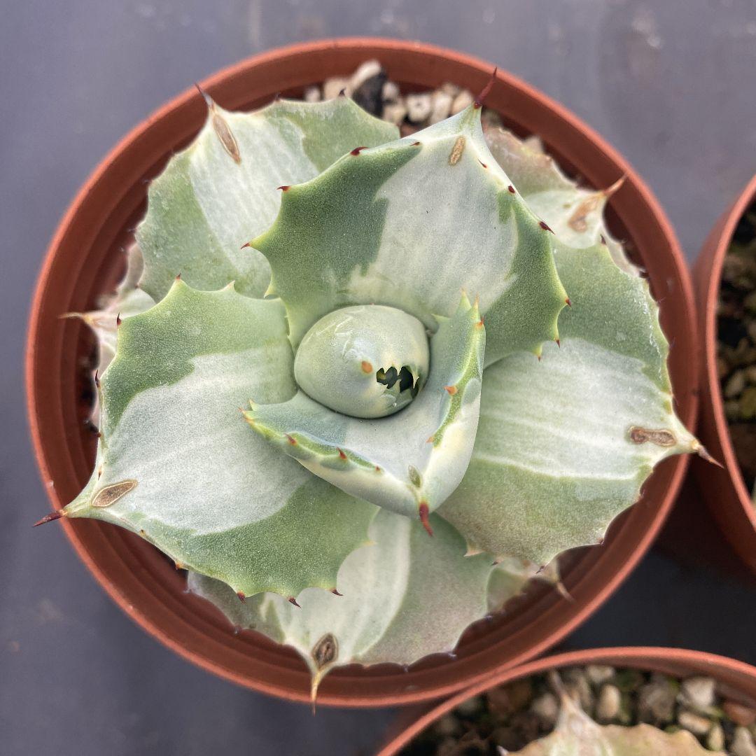 人気SALE100%新品 多肉植物 美株 期間限定特売 tkiNb-m10532939608 アガベ王妃雷神白中斑10株 超激安