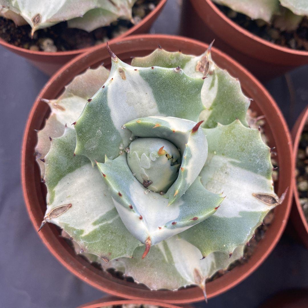人気SALE100%新品 多肉植物 美株 期間限定特売 tkiNb-m10532939608 アガベ王妃雷神白中斑10株 超激安