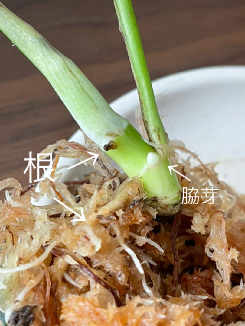 グリーン系【T-ポイント5倍】 斑入り ラフィドフォラ テトラスペルマ パラゴン 4葉 新芽2芽付き 発根済み❗️ 植物/観葉植物 インテリア・住まい・小物グリーン系¥107,730-kafek.dk グリーン系【T-ポイント5倍】 斑入り ラフィドフォラ テトラスペルマ パラゴン 4葉 新芽2芽付き 発根済み❗️ 植物/観葉植物 インテリア・住まい・小物グリーン系¥107,730-kafek.dk