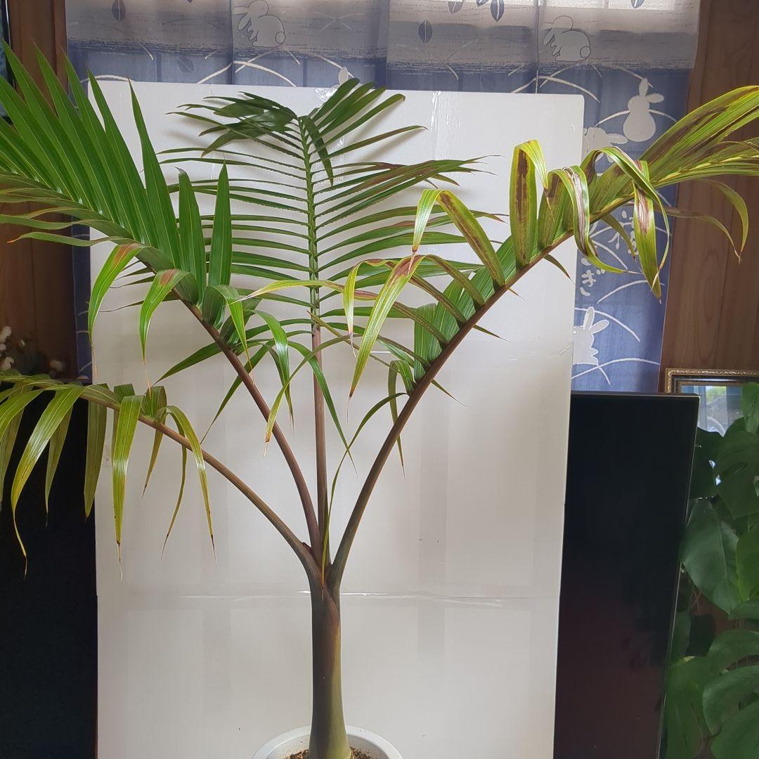 かまぼこさん専用。トックリヤシ。観葉植物。鉢ごと無料で発送致します。