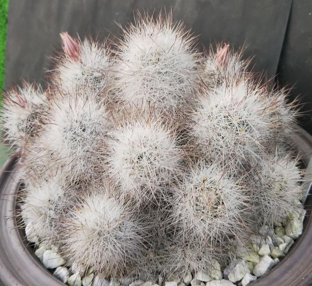 21年レディースファッション福袋 レアサボテンコレクション エスコバリア属 スニーティ 群生株 Inわけけのお店 植物 観葉植物 Csjla Pe 21年レディースファッション福袋 レアサボテンコレクション エスコバリア属 スニーティ 群生株 Inわけけのお店 植物 観葉植物 Csjla Pe