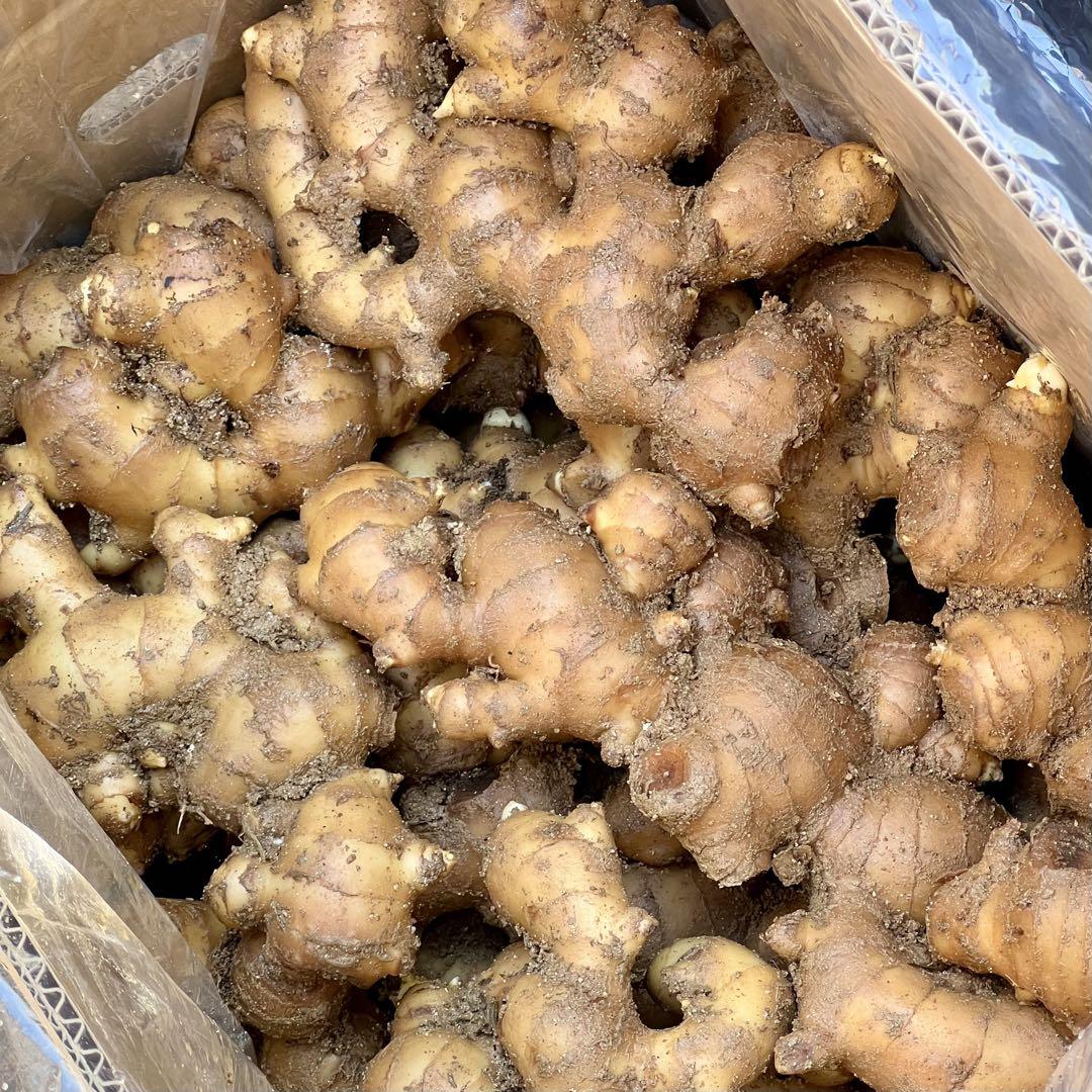 種生姜 熊本生姜 10kg