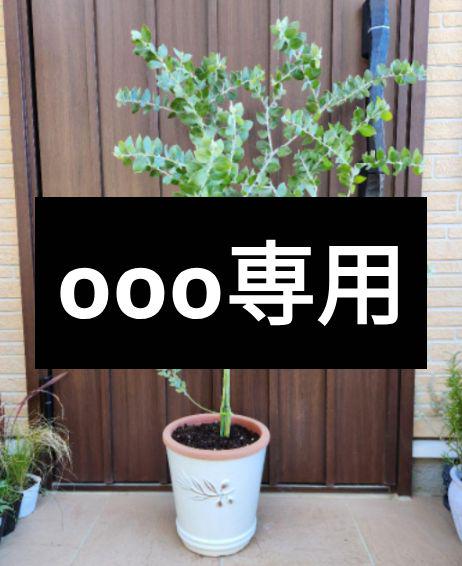 ooo専用