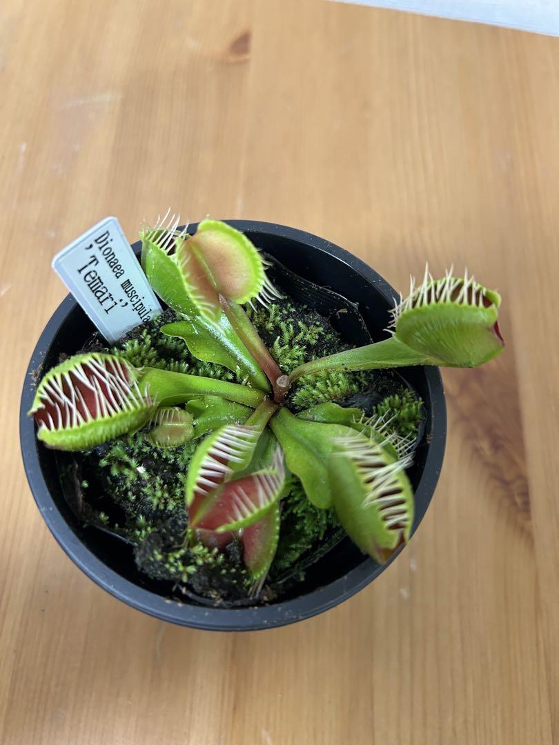 【大放出セール】 ハエトリソウ 3号＊ Temari テマリ その他観葉植物