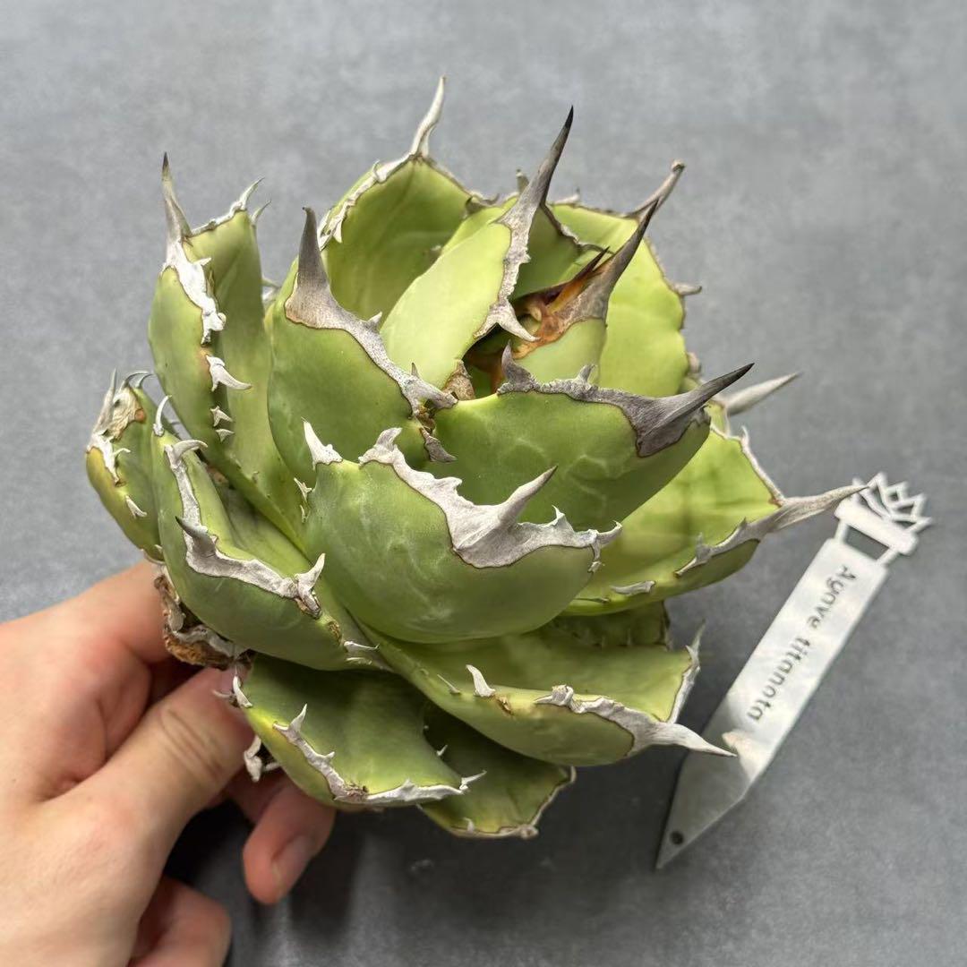 多肉植物・アガベ・チタノタ・スーパーアザラシ海豹・強鋸歯