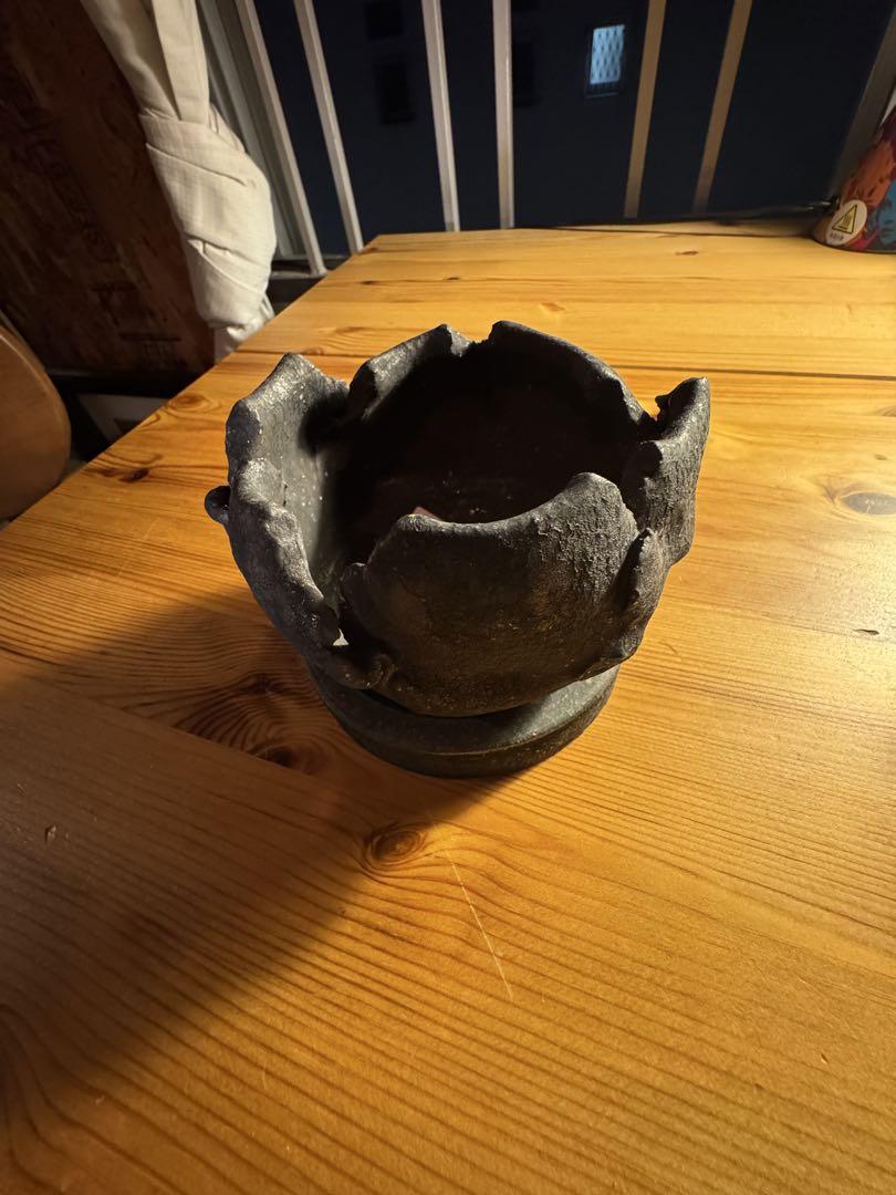希少　細川政己　作家鉢　人気　y鉢　高級 塊根植物　コーデックス　観葉植物　レア
