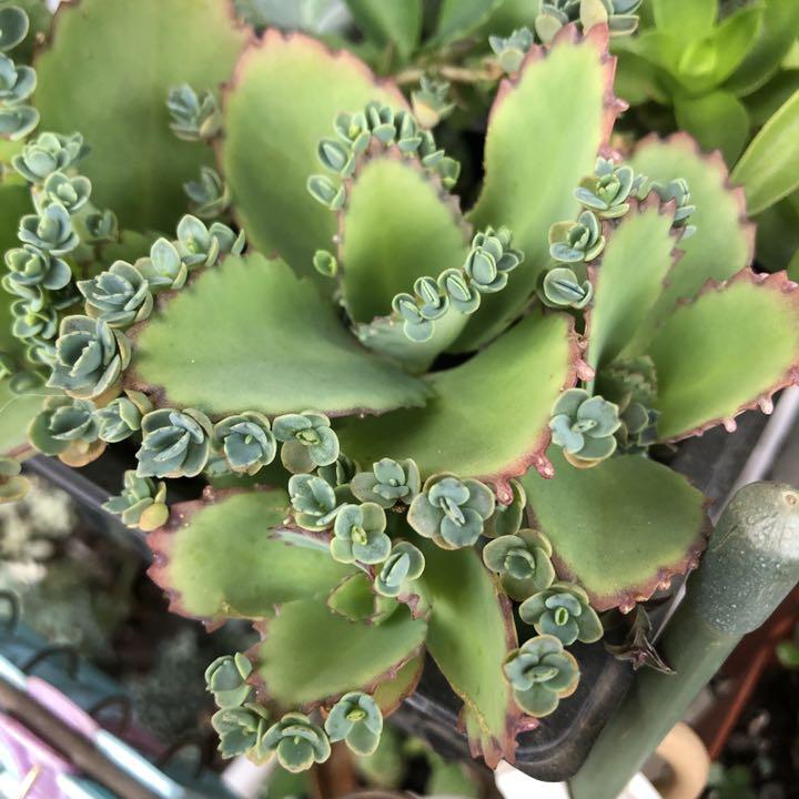 子宝草 マザーリーフ カランコエ 多肉植物 メルカリ