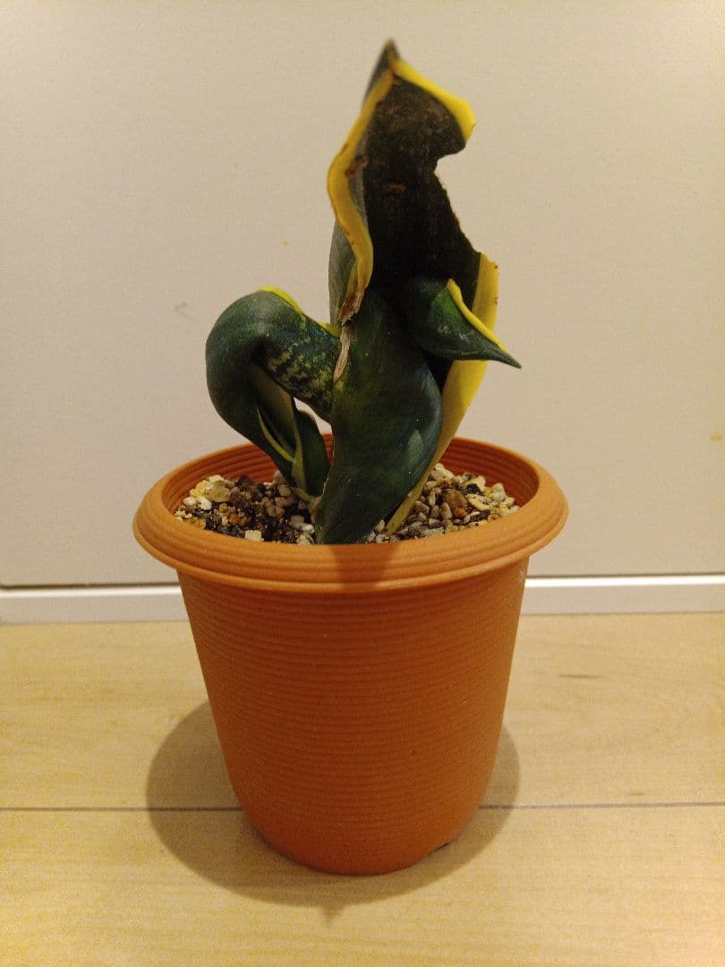 バードビーク サンセベリア目立った傷や汚れなし