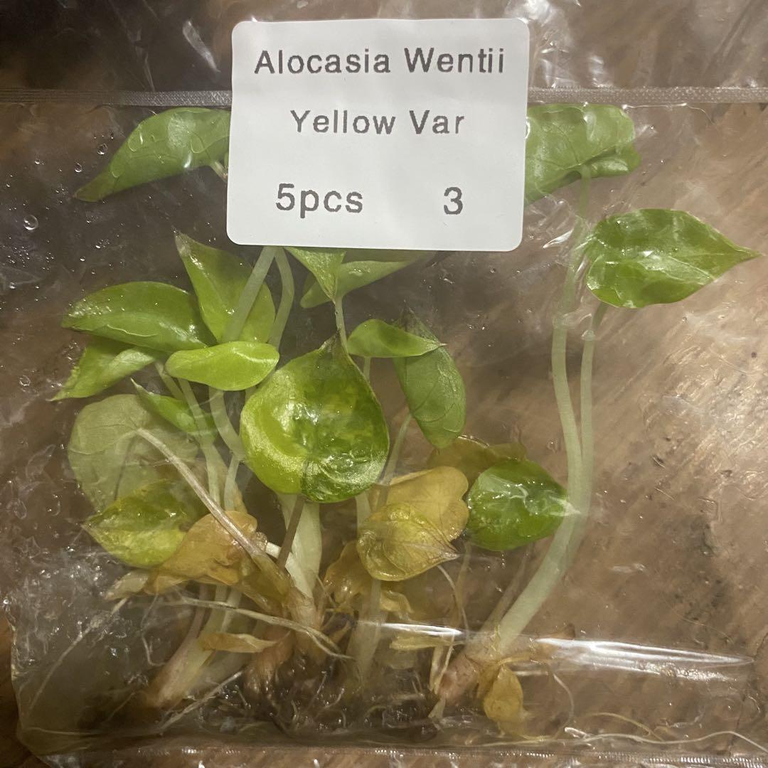 5株　Alocasia Wentii Yellow Var