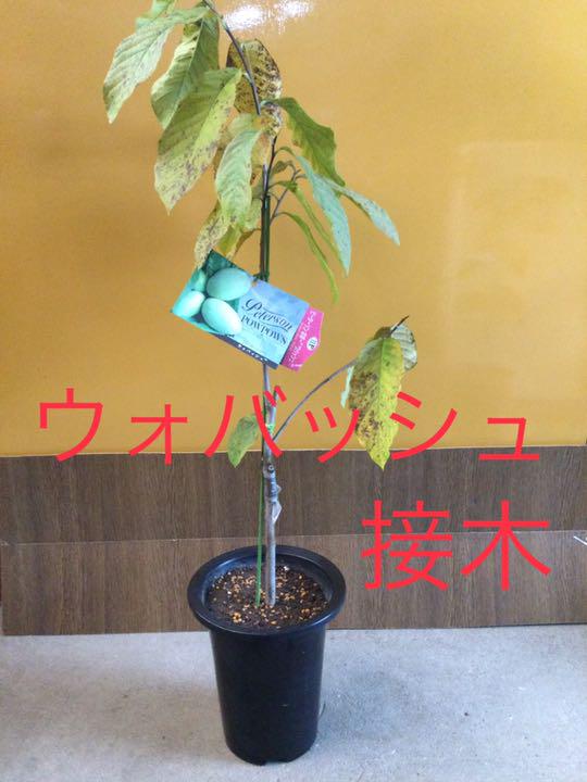 ブラック系人気商品のポポー ウォバッシュ 接木 6号鉢植え 果樹苗木 果実苗木 果樹苗 果実苗 6 植物 観葉植物 インテリア 住まい 小物ブラック系 13 499 Www Eastrip Iucea Org ブラック系人気商品のポポー ウォバッシュ 接木 6号鉢植え 果樹苗木 果実苗木 果樹苗 果実苗 6 植物 観葉植物 インテリア 住まい 小物ブラック系 13 499 Www Eastrip Iucea Org