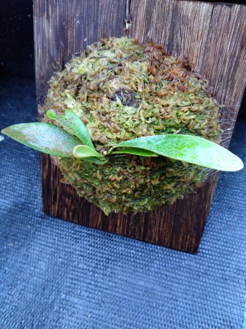 Monster veitchii #1 (oc) 株分 ビカクシダ （P.veitchii #1
