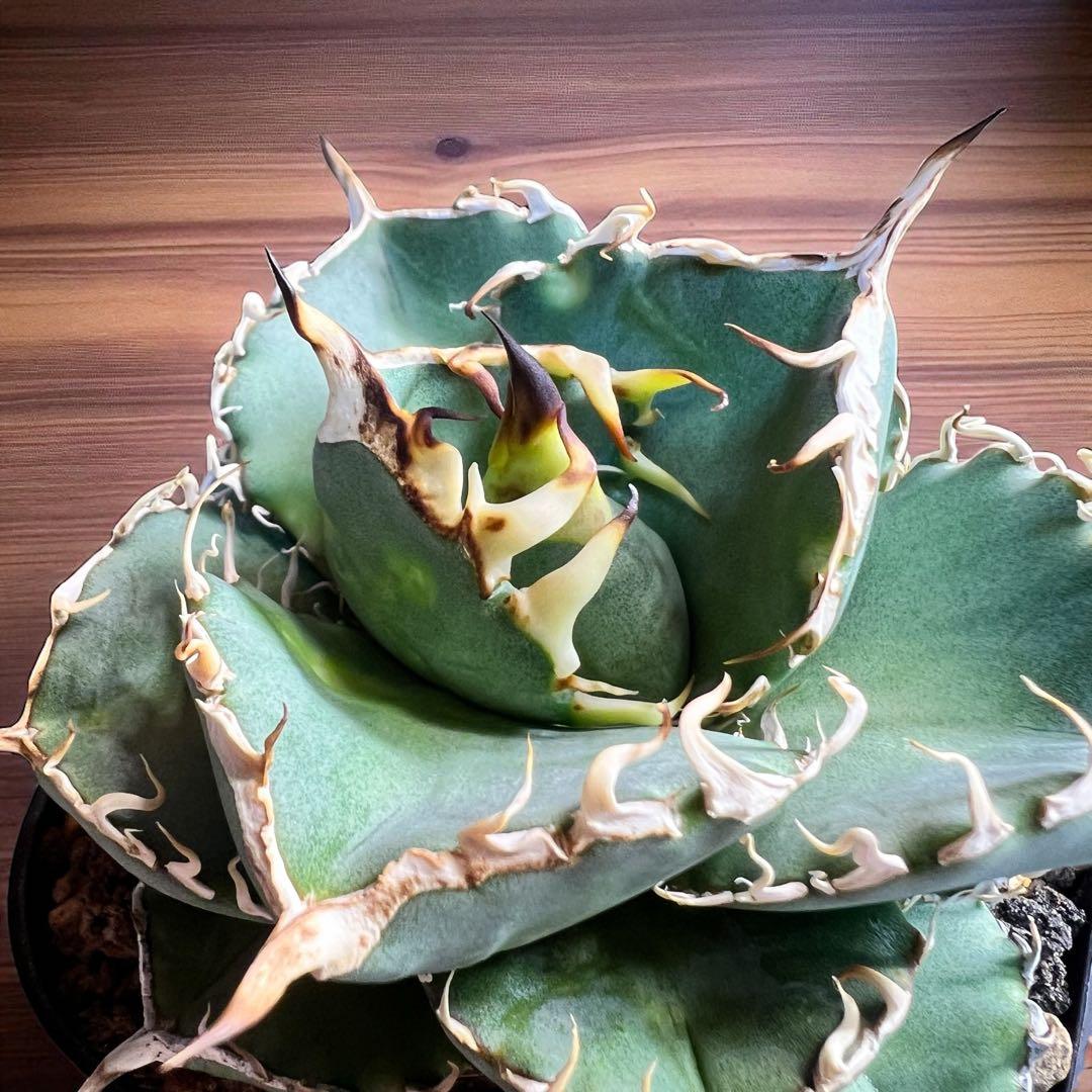 オテロイ 実生株 選抜 3株セットやや傷や汚れあり YUZUMIYA_COM