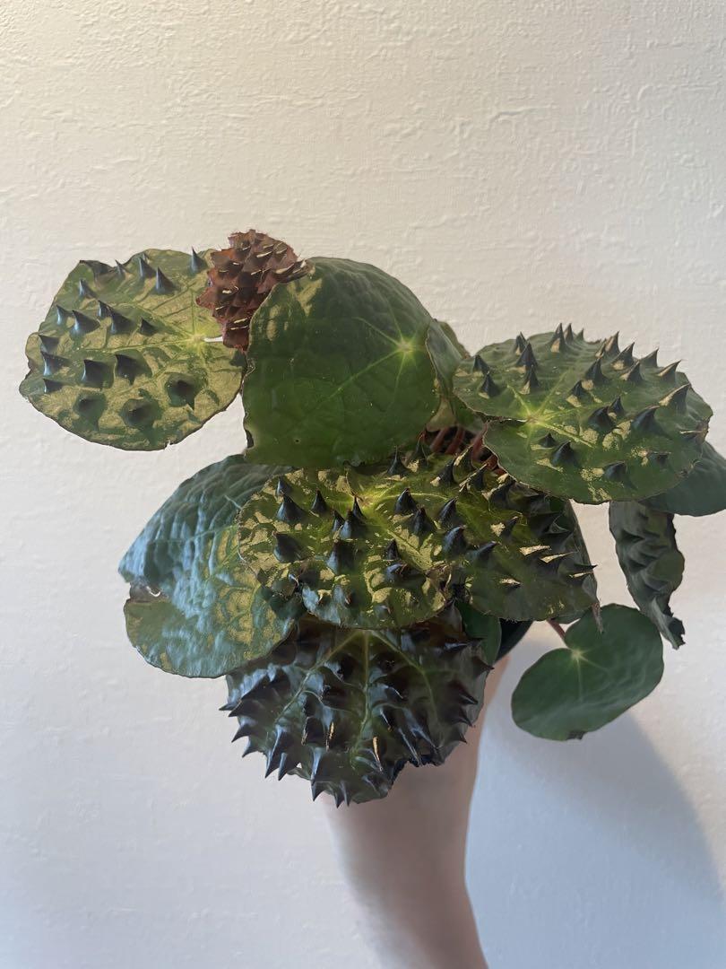 怪奇植物 ベゴニア フェロックス 激レア 希少植物 ③ - メルカリ
