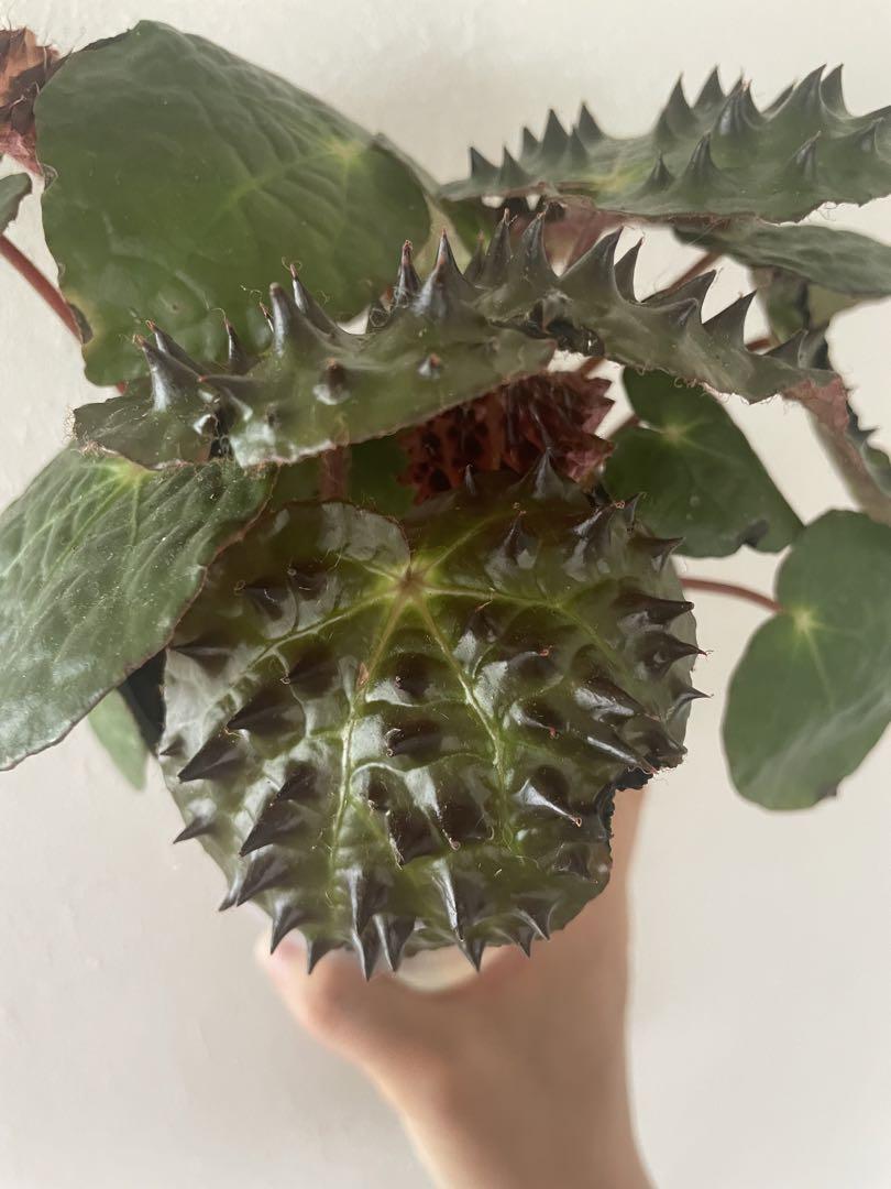 週末セール　怪奇植物 ベゴニア　フェロックス　激レア　希少植物　② 週末セール 怪奇植物 ベゴニア フェロックス 激レア 希少植物 ②