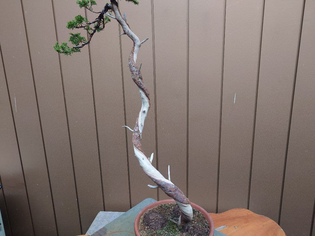 樹高80cm目立った傷や汚れなし