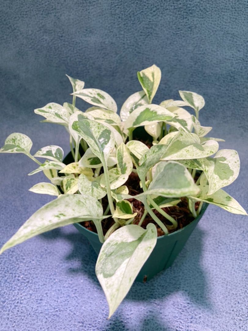 ポトス エクセレント(レア ポトス)b | gasreg.org.eg