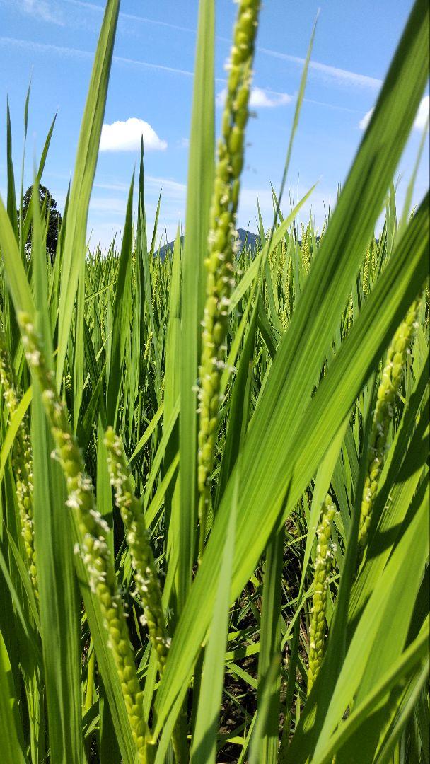 TU様専用　新米ササニシキ玄米20キロ減農薬
