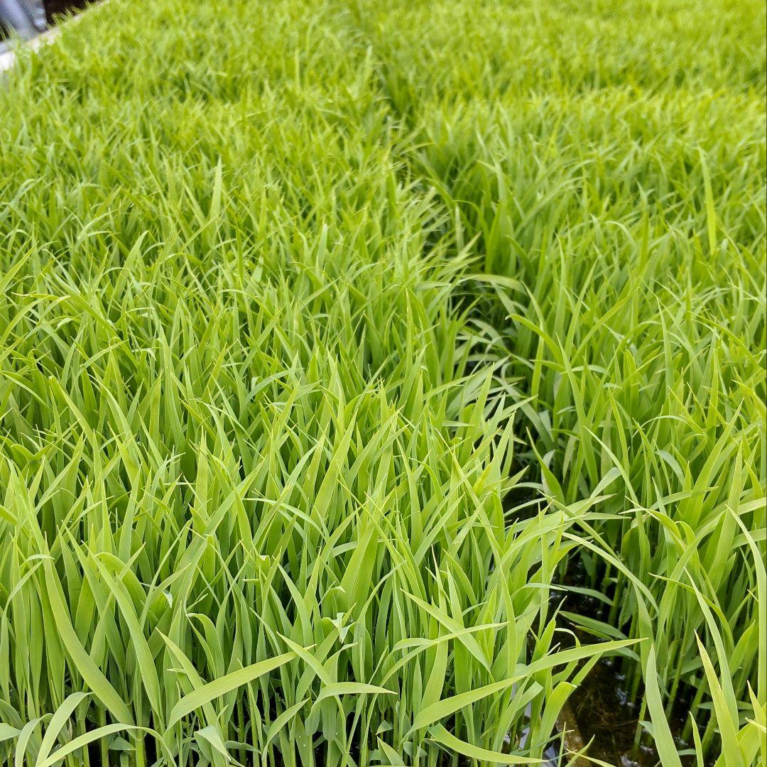 TU様専用　新米ササニシキ玄米20キロ減農薬