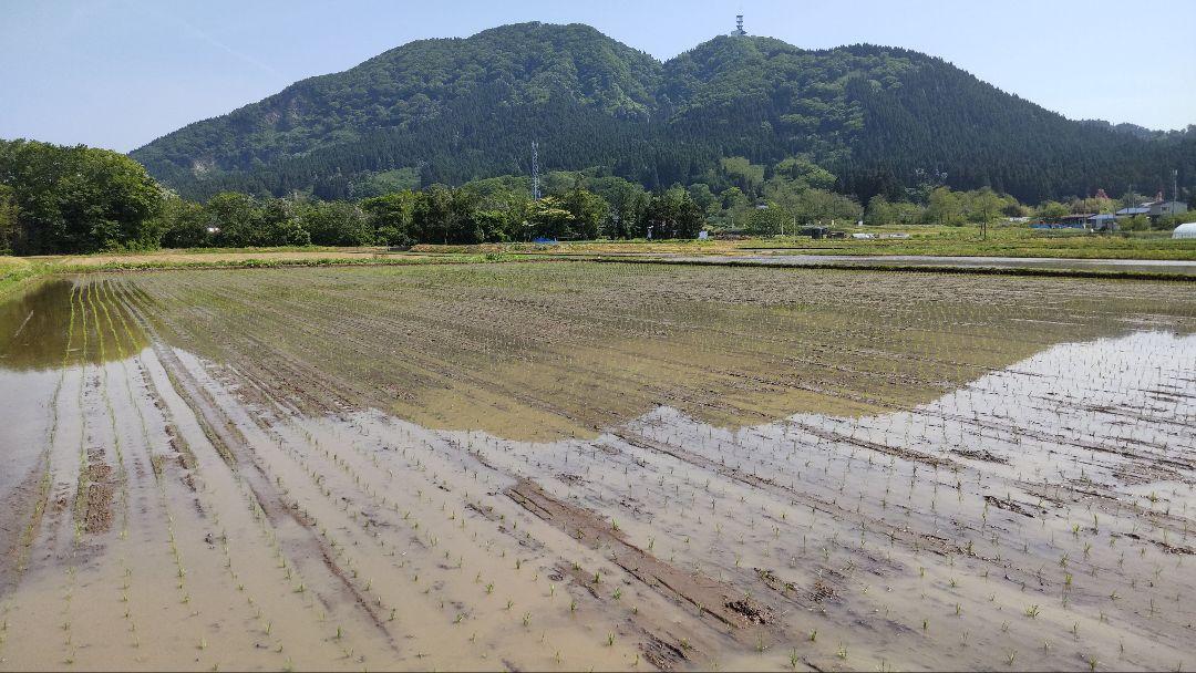 TU様専用　新米ササニシキ玄米20キロ減農薬