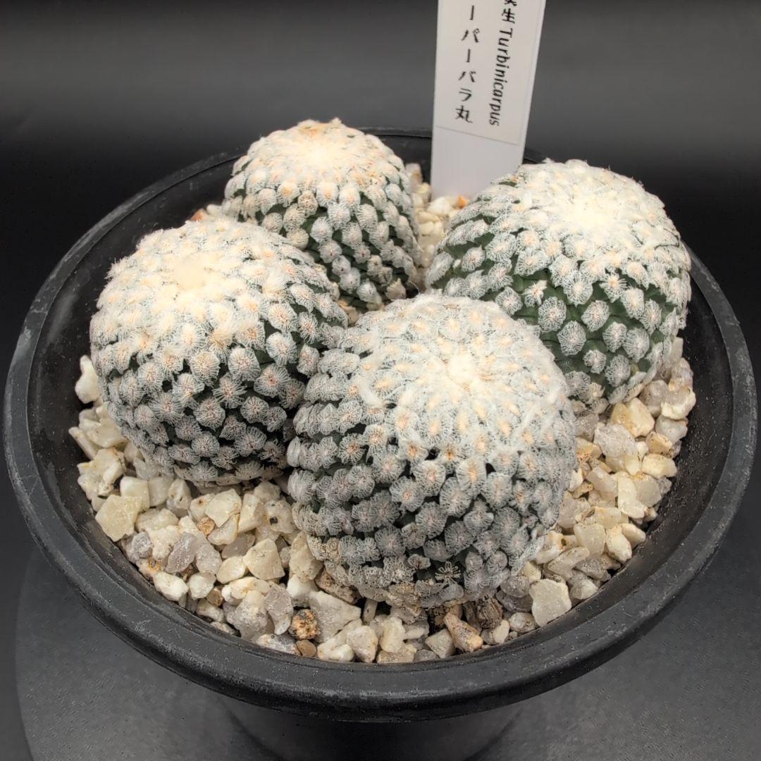 D*様 魔天竜 選抜 実生 鉢植え メルカリ便送料込み 魔天竜 実生 鉢植えメルカリ便送料込み - メルカリ