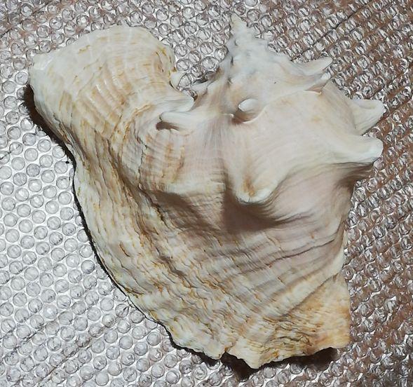 安い 価格家具・インテリア - 特大 美麗 コンク貝 ピンクガイ