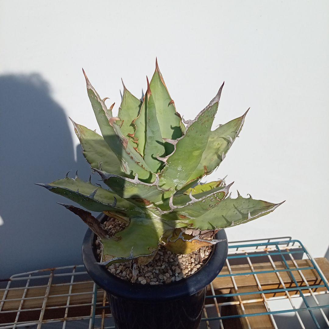 2022新発 裏刺(塊) アガベ チタノタ FO−222 カキコ 根あり 抜き苗送料