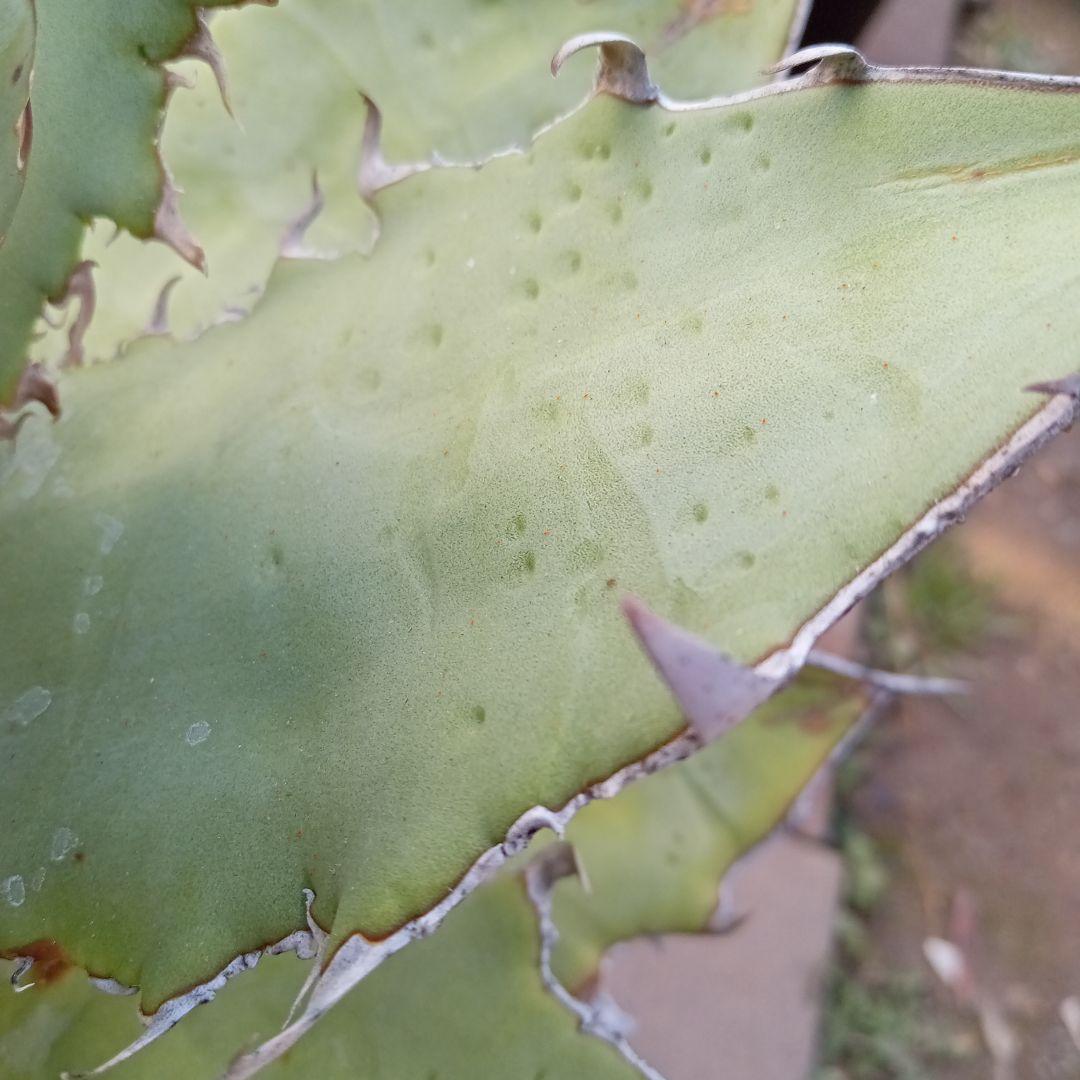 に値下げ! アガベ チタノタ FO−222 カキコ ② 抜き苗送料込み - 通販