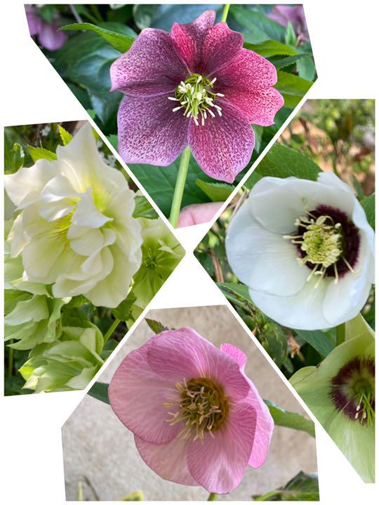 メルカリ クリスマスローズ 1年生苗10本 植物 観葉植物 9 中古や未使用のフリマ メルカリ クリスマスローズ 1年生苗10本 植物 観葉植物 9 中古や未使用のフリマ