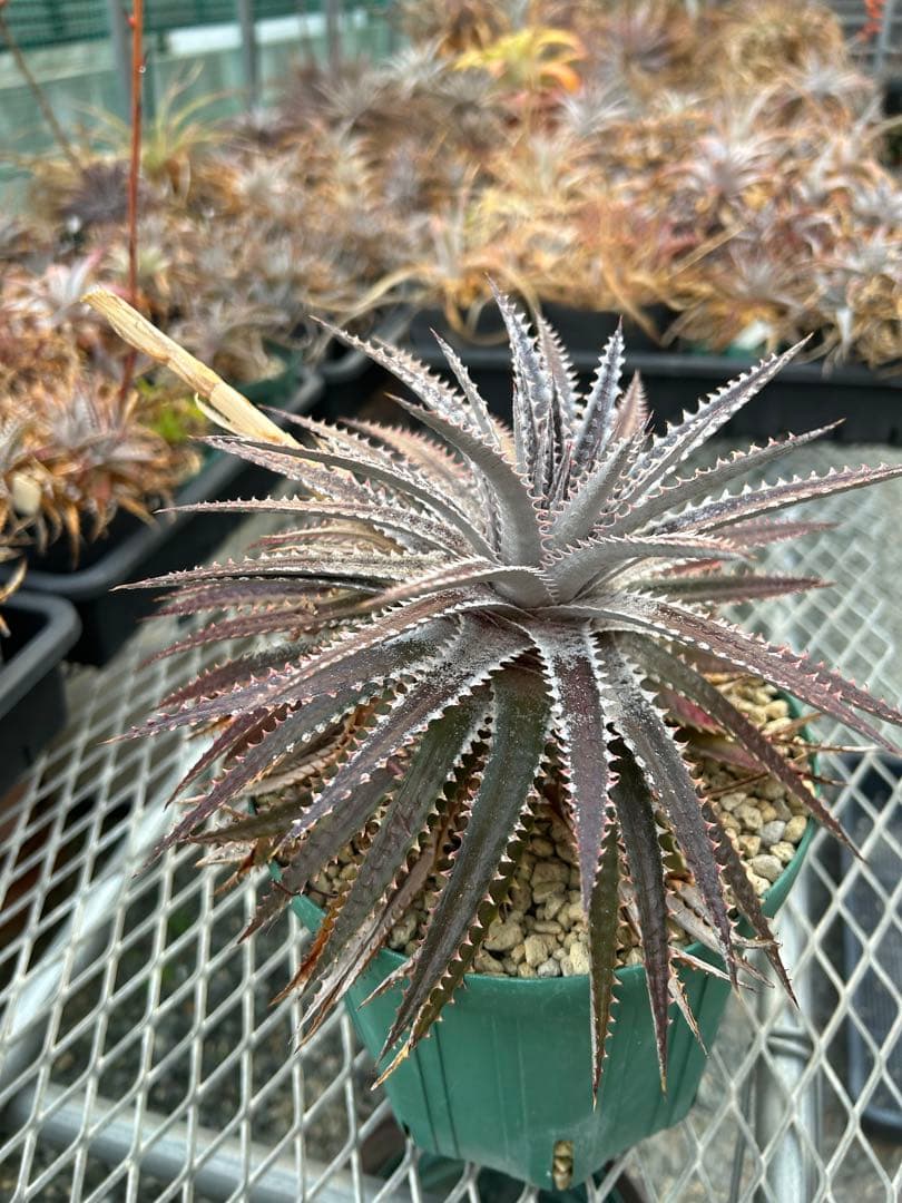 ディッキア ソウフィッシュ Dyckia ’Sawfish’ その他多肉植物