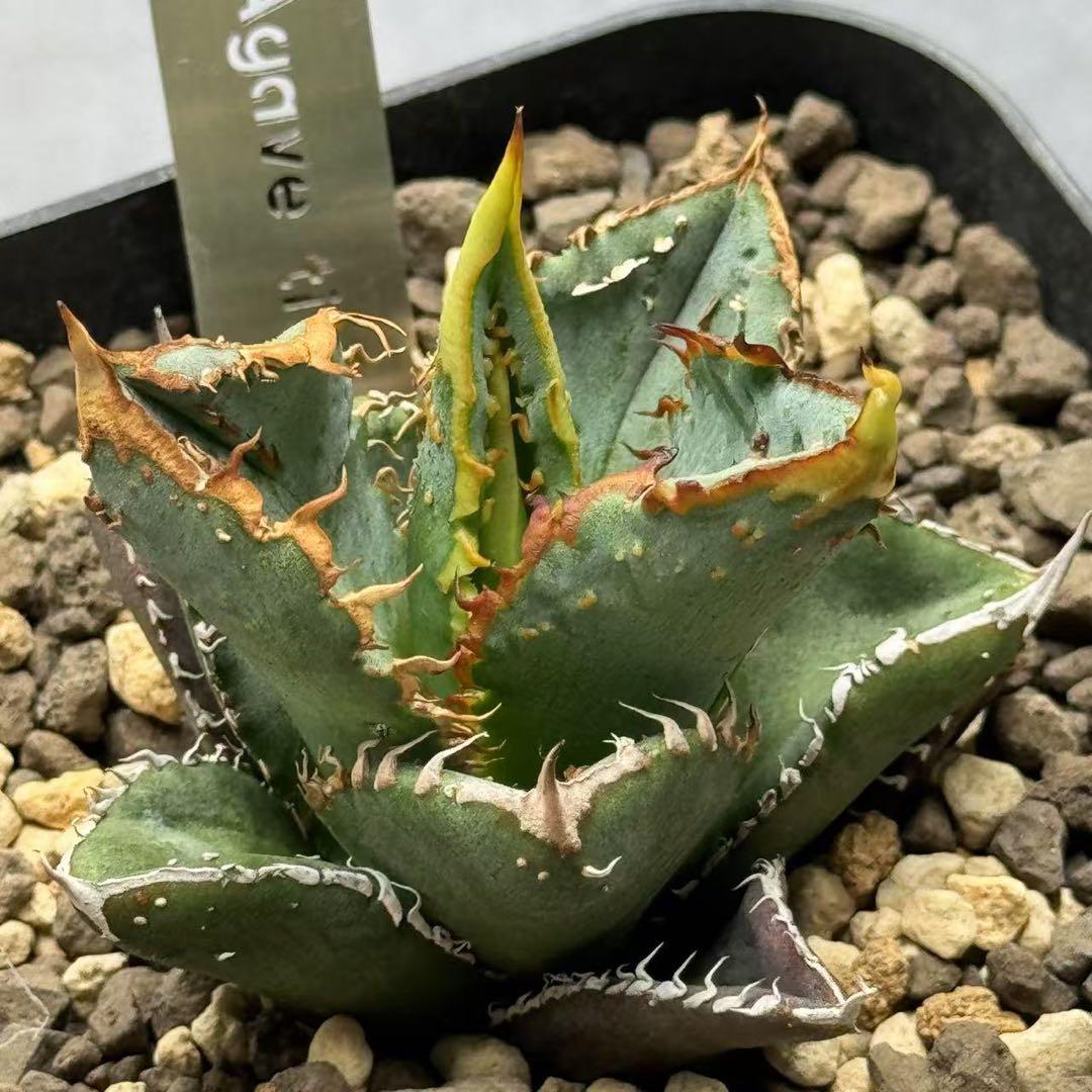 多肉植物・アガベ・チタノタ・【特選】スーパーブツブツ